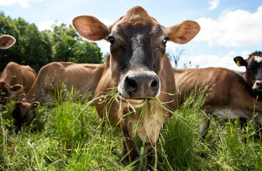 Why Grass-Fed Beef Elevates Traditional Curries