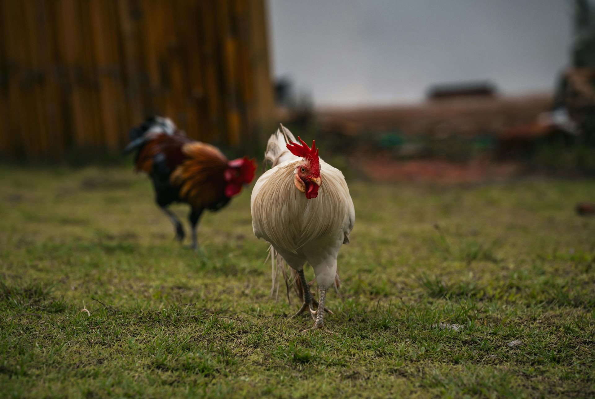 Naadan Kozhi (Free-Range Chicken)
