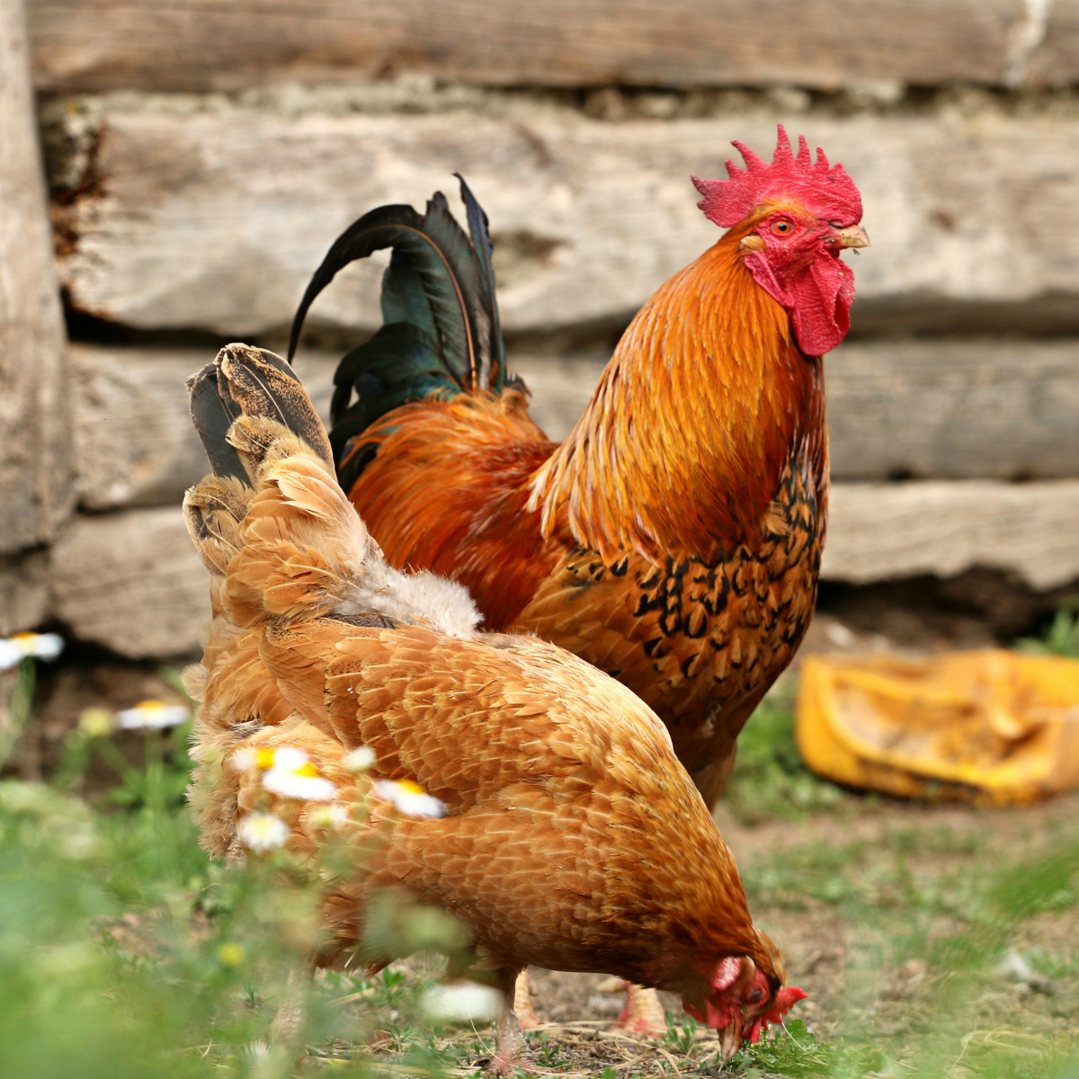 High-quality free-range Naadan Kozhi and Desi chicken.